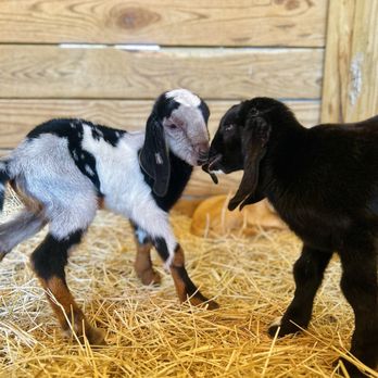 Parkton Animal Oasis - Petting Zoos Near Me - Parkton, North Carolina
