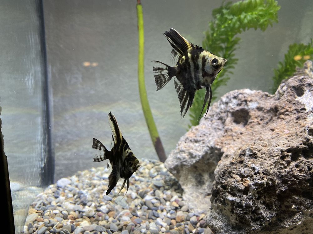 CONCORD AQUARIUM 68 Photos & 156 Reviews 1776 Arnold Industrial Way