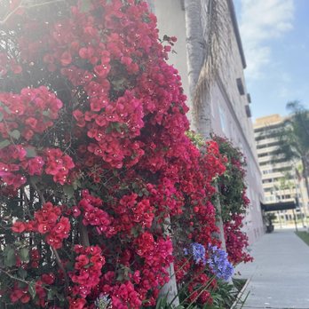 The Breakfast Bar - These gorgeous flowers are near their restaurant - Breakfast & Brunch Near Me - Long Beach, California The Breakfast Bar - These gorgeous flowers are near their restaurant - Breakfast & Brunch Near Me - Long Beach, California
