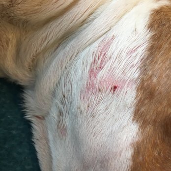 Dogtopia of Canton - left side - Pet Boarding Near Me - Baltimore, Maryland