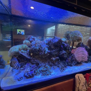 Carbone's Pizzeria - Aquarium - Pizza Near Me - Eagan, Minnesota Carbone's Pizzeria - Aquarium - Pizza Near Me - Eagan, Minnesota