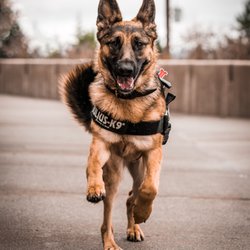 True North GSD Rescue