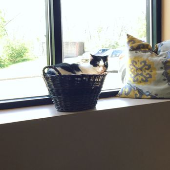 Kitty Brew Cat Cafe - Pet Adoption Near Me - Mason, Ohio