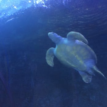 Downtown Aquarium - Turtle flying overhead in the aquarium tunnel.  Nice touch - Museums Near Me - Denver, Colorado