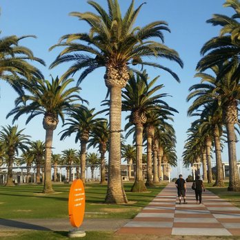 Great Park Balloon - Palm trees - Hot Air Balloons Near Me - Irvine, California Great Park Balloon - Palm trees - Hot Air Balloons Near Me - Irvine, California