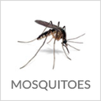 Frontino Pest Control - Pest Control Near Me - Phoenix, Arizona Frontino Pest Control - Pest Control Near Me - Phoenix, Arizona