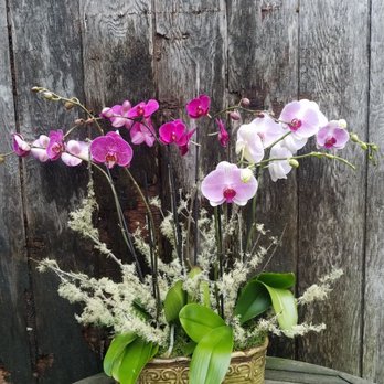 Sol Ambiance - Orchid planter. - Florists Near Me - San Francisco, California Sol Ambiance - Orchid planter. - Florists Near Me - San Francisco, California