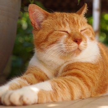 Cat Tales Cat Cafe - Cafes Near Me - Chapel Hill, North Carolina Cat Tales Cat Cafe - Cafes Near Me - Chapel Hill, North Carolina