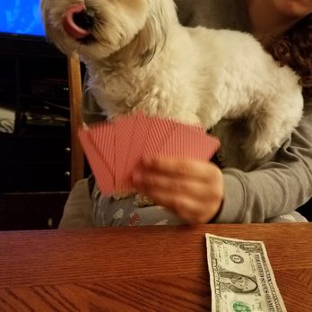 Small Paws Big Love - Tater getting in on card action - Pet Sitting Near Me