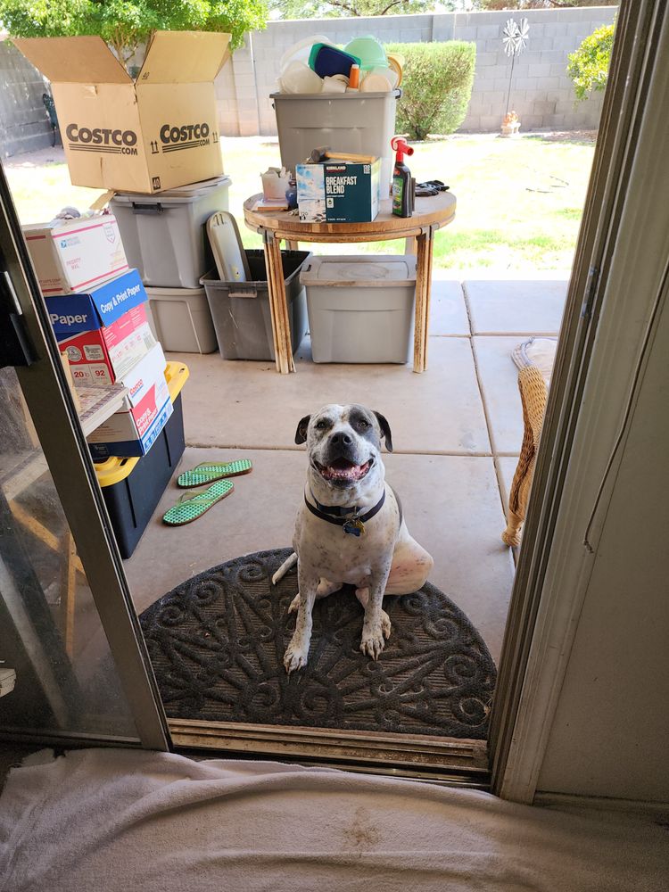 TIP TOP K9 Updated October 2024 Request Consultation Gilbert