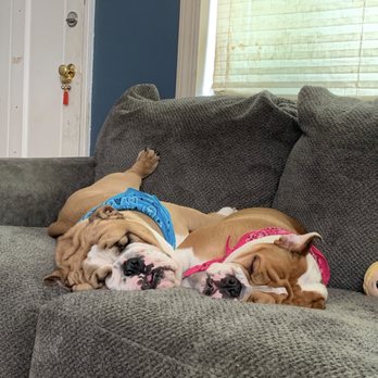 Mythic Bulldogs - Pet Breeders Near Me Mythic Bulldogs - Pet Breeders Near Me
