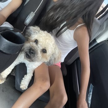 Pet Groomery - Pet Groomers Near Me - Albuquerque, New Mexico Pet Groomery - Pet Groomers Near Me - Albuquerque, New Mexico