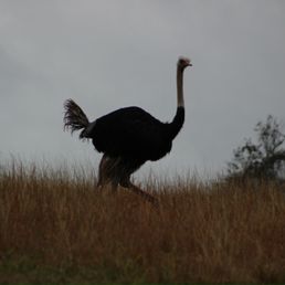 Ostrich