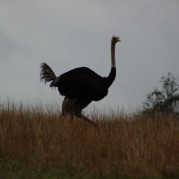 Georgia Safari Conservation Park - Ostrich - Zoos Near Me - Madison, Georgia