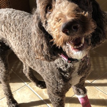 The Pet Wellness Center - Pet Wellness Center helps injured dog. - Veterinarians Near Me - Phoenix, Arizona The Pet Wellness Center - Pet Wellness Center helps injured dog. - Veterinarians Near Me - Phoenix, Arizona