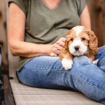 Sacto Labradoodles - Pet Breeders Near Me