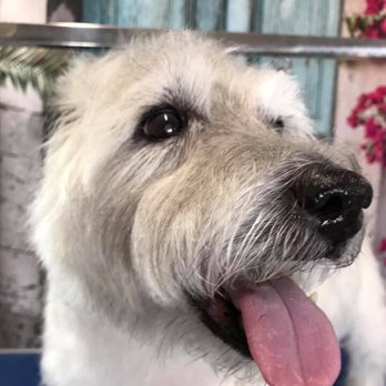 The Super Groomer - Pet Groomers Near Me - Prattville Al, Alabama The Super Groomer - Pet Groomers Near Me - Prattville Al, Alabama