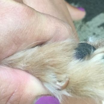 PetSmart - Do they think I wouldn't notice they never trimmed her nails I paid for?? - Pet Stores Near Me - Yuba City, California