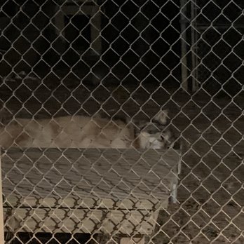 Saint Francis Wolf Sanctuary - Sleeping after dark - Animal Shelters Near Me - Navasota, Texas Saint Francis Wolf Sanctuary - Sleeping after dark - Animal Shelters Near Me - Navasota, Texas