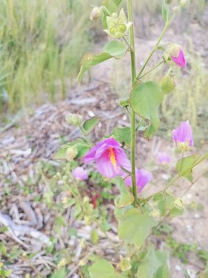 Sea Rim State Park by null