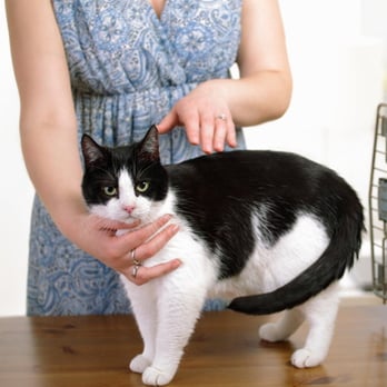 Sundra Healing - Animal Reiki - Reflexology Near Me - Leduc, Alberta Sundra Healing - Animal Reiki - Reflexology Near Me - Leduc, Alberta