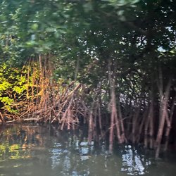 Bio Island Puerto Rico - The lagoon as you ride to the bay