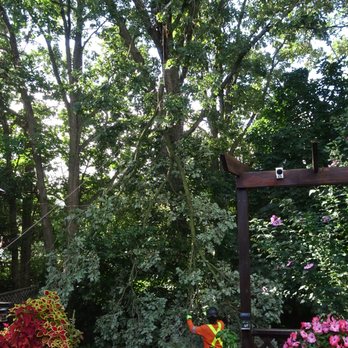 Tree Doctors - Tree Services Near Me - Etobicoke, Ontario