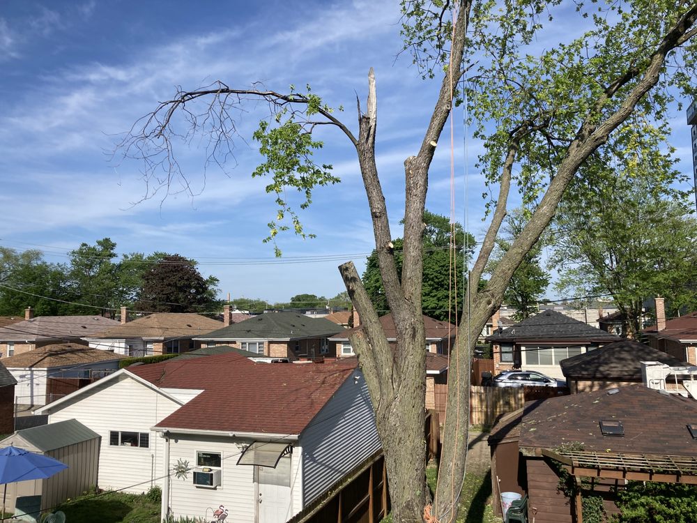 Fernandez Tree Service - tree service in Chicago, IL