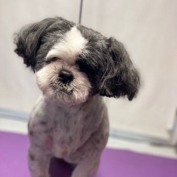 Vanity Fur Menifee - Ollie - Pet Groomers Near Me Vanity Fur Menifee - Ollie - Pet Groomers Near Me