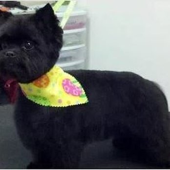 Miss Belles Pet Spa - Pet Groomers Near Me - Aberdeen, North Carolina Miss Belles Pet Spa - Pet Groomers Near Me - Aberdeen, North Carolina