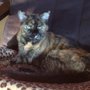 The Cat’s Meow Pet Sitting Services