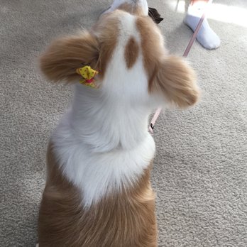 Puppy Cutz - cute little bow post-haircut-#1! - Pet Groomers Near Me - San Jose, California