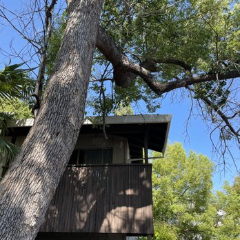 The Tree Boss - Before - Tree Services Near Me - Yuba City, California The Tree Boss - Before - Tree Services Near Me - Yuba City, California