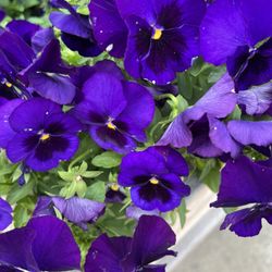 Da Massimo Ristorante Italiano - Beautiful flowers