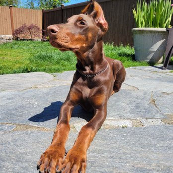 Cascade Veterinary Center - Veterinarians Near Me - Marysville, Washington