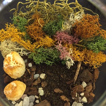 The Garden Home - Close-up of my earthy themed terrarium - Home Decor Near Me The Garden Home - Close-up of my earthy themed terrarium - Home Decor Near Me