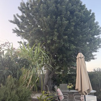 J Rodriguez Tree Care Maintenance - The tree - Tree Services Near Me J Rodriguez Tree Care Maintenance - The tree - Tree Services Near Me