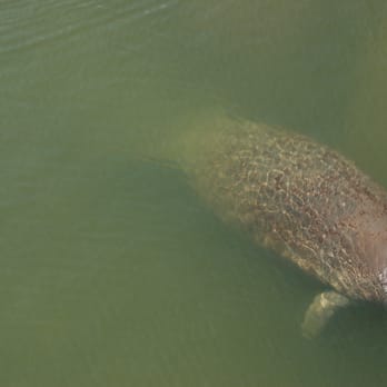 Manatee Viewing Center - Don't call me sea cow - Zoos Near Me - Apollo Beach, Florida Manatee Viewing Center - Don't call me sea cow - Zoos Near Me - Apollo Beach, Florida
