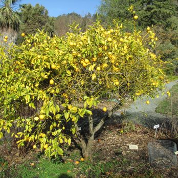 UC Botanical Garden at Berkeley - Botanical Gardens Near Me - Berkeley, California