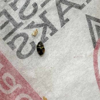 Capriotti's Sandwich Shop - Bug in my bobby - Sandwiches Near Me - Annapolis, Maryland Capriotti's Sandwich Shop - Bug in my bobby - Sandwiches Near Me - Annapolis, Maryland