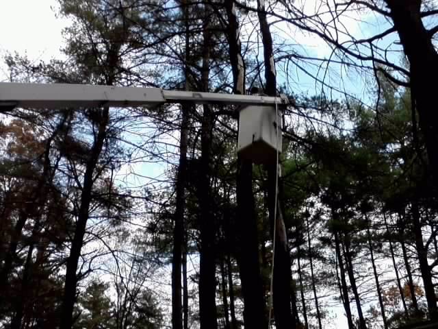 Catskill Mountain Tree Service - tree service in Albany, NY