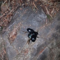 Myrafälle - Wald-Mistkäfer/Forest-Dung Beetle