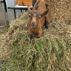 Dirty Dog Organics Farm
