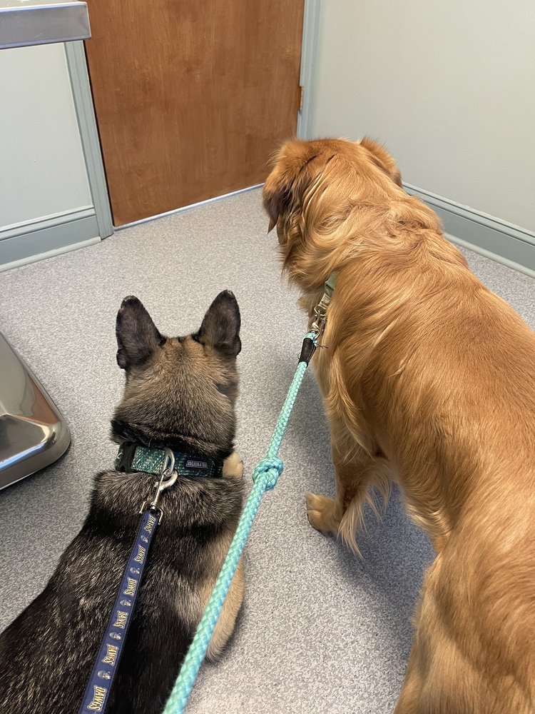 NORTH ROANOKE VETERINARY HOSPITAL Updated July 2024 12 Reviews 5200 Peters Creek Rd