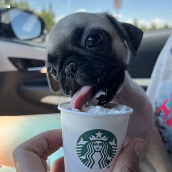 Starbucks - Our pug with a pup cup - Coffee & Tea Near Me - Bakersfield, California