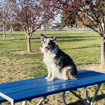 Baxter's Dog Park - Dog Parks Near Me - Twin Falls, Idaho Baxter's Dog Park - Dog Parks Near Me - Twin Falls, Idaho