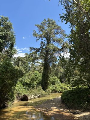 George Mitchell Nature Preserve by null