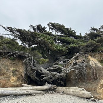 Tree Of Life - Landmarks & Historical Buildings Near Me - Forks, Washington Tree Of Life - Landmarks & Historical Buildings Near Me - Forks, Washington
