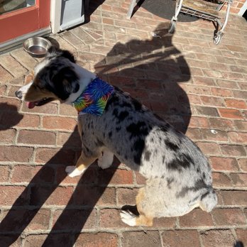 Happy Dog Spaw - After - Pet Groomers Near Me - Bonita, California