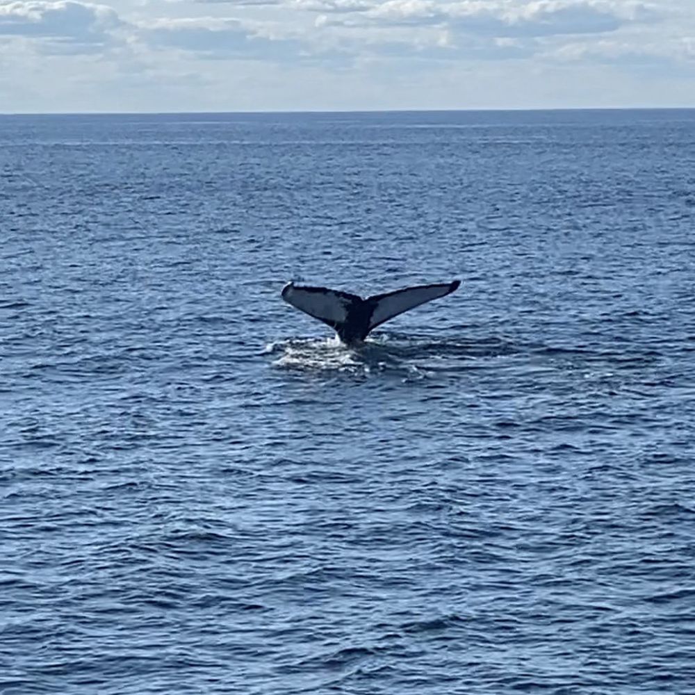 Bar Harbor Whale Watch - Whale tail - Whale Watching Tours Near Me - Bar Harbor, Maine